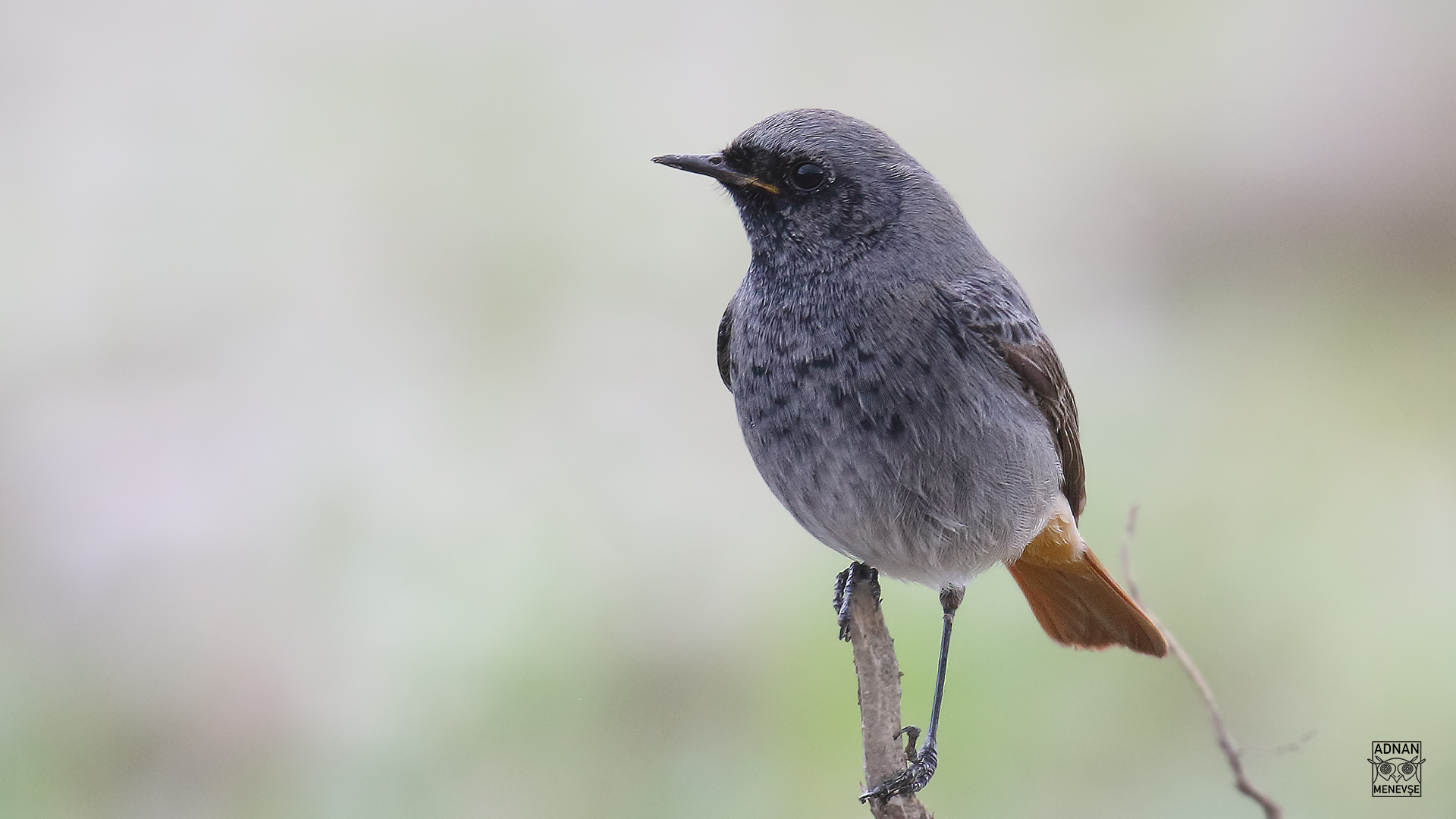 Black Redstart
